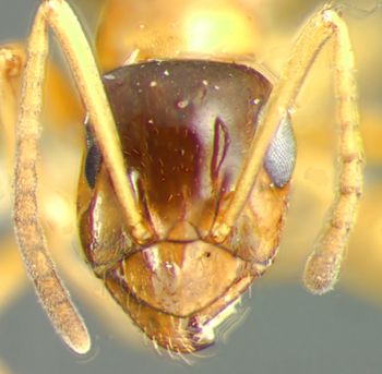 Media type: image;   Entomology 8843 Aspect: head frontal view